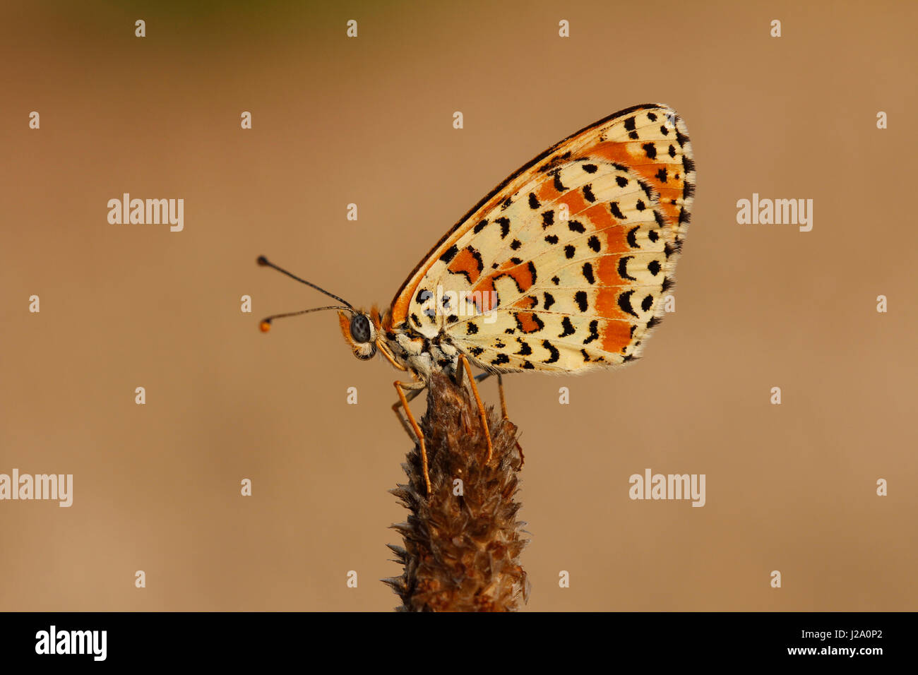 The Spotted Fritillary è splendidamente di colore arancio. Foto Stock