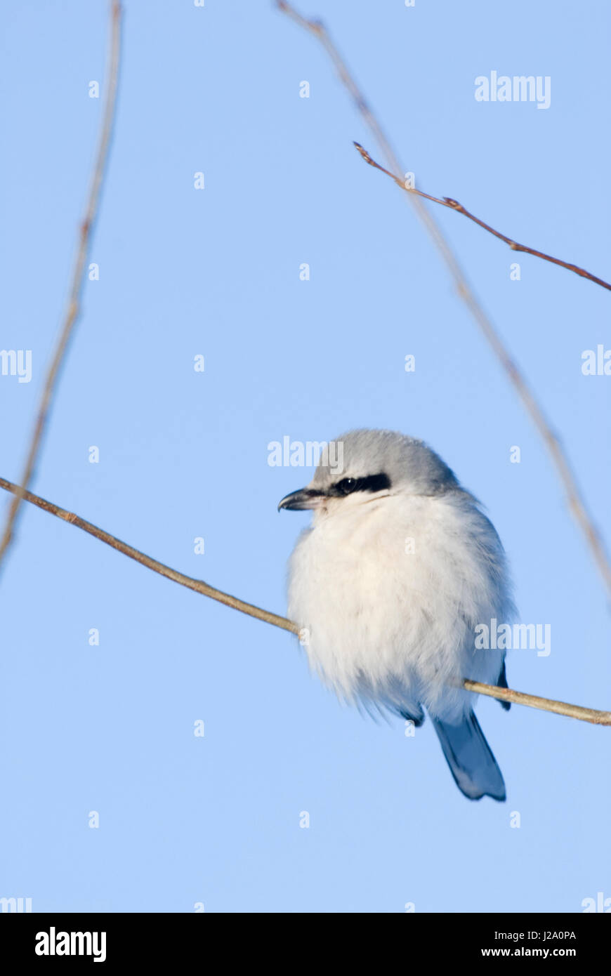 Un grande grigio Shrike (Lanius excubitor) seduto su un ramo. Foto Stock