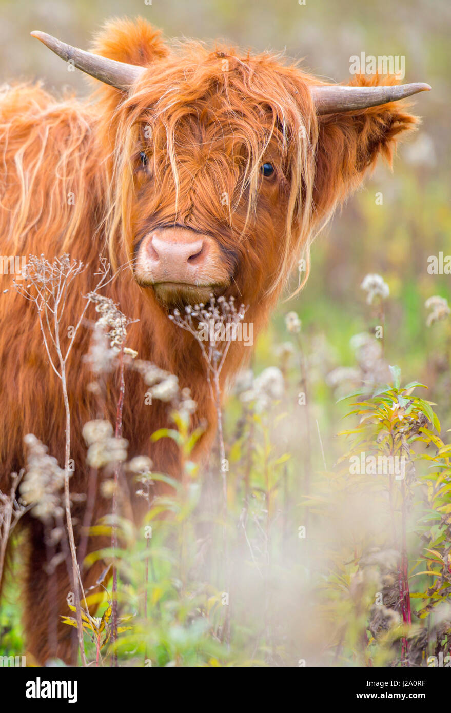Highland bovini sull'isola tiengemeten nei Paesi Bassi durante l'autunno Foto Stock