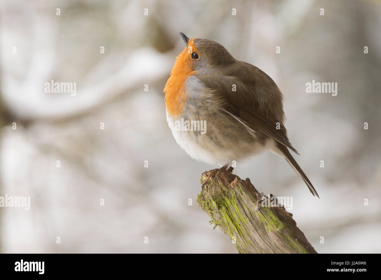 Robin con gonfi di piume per mantenere il caldo in condizioni di clima freddo Foto Stock