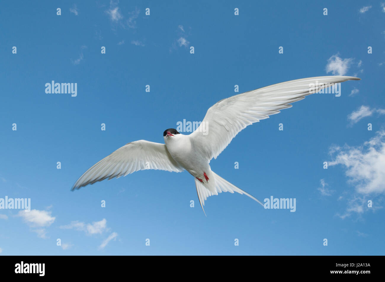 Flying arctic tern contro un cielo blu Foto Stock