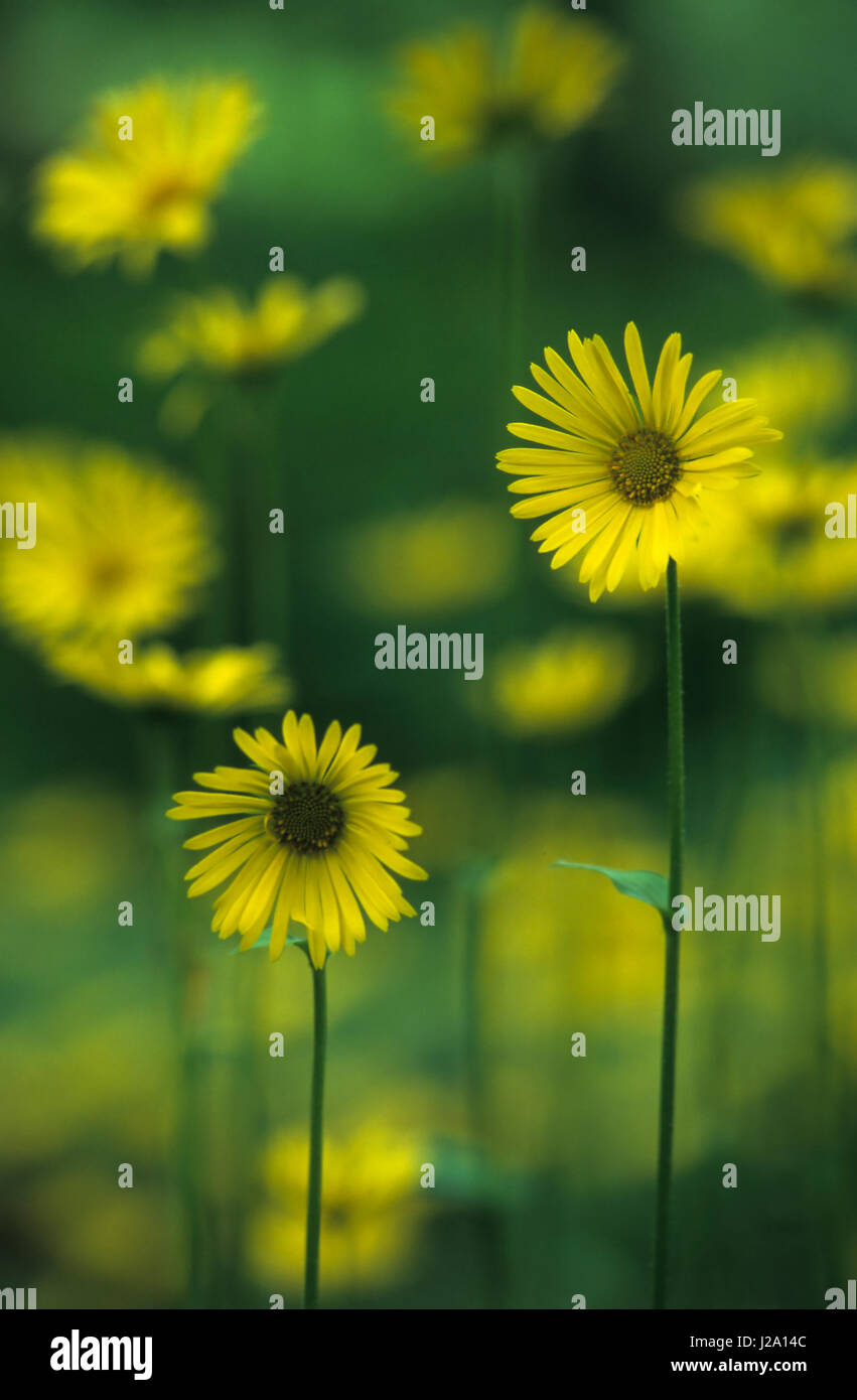 Plaintain-lasciava in Leopard's Bane fioritura su Elswout Station Wagon Foto Stock