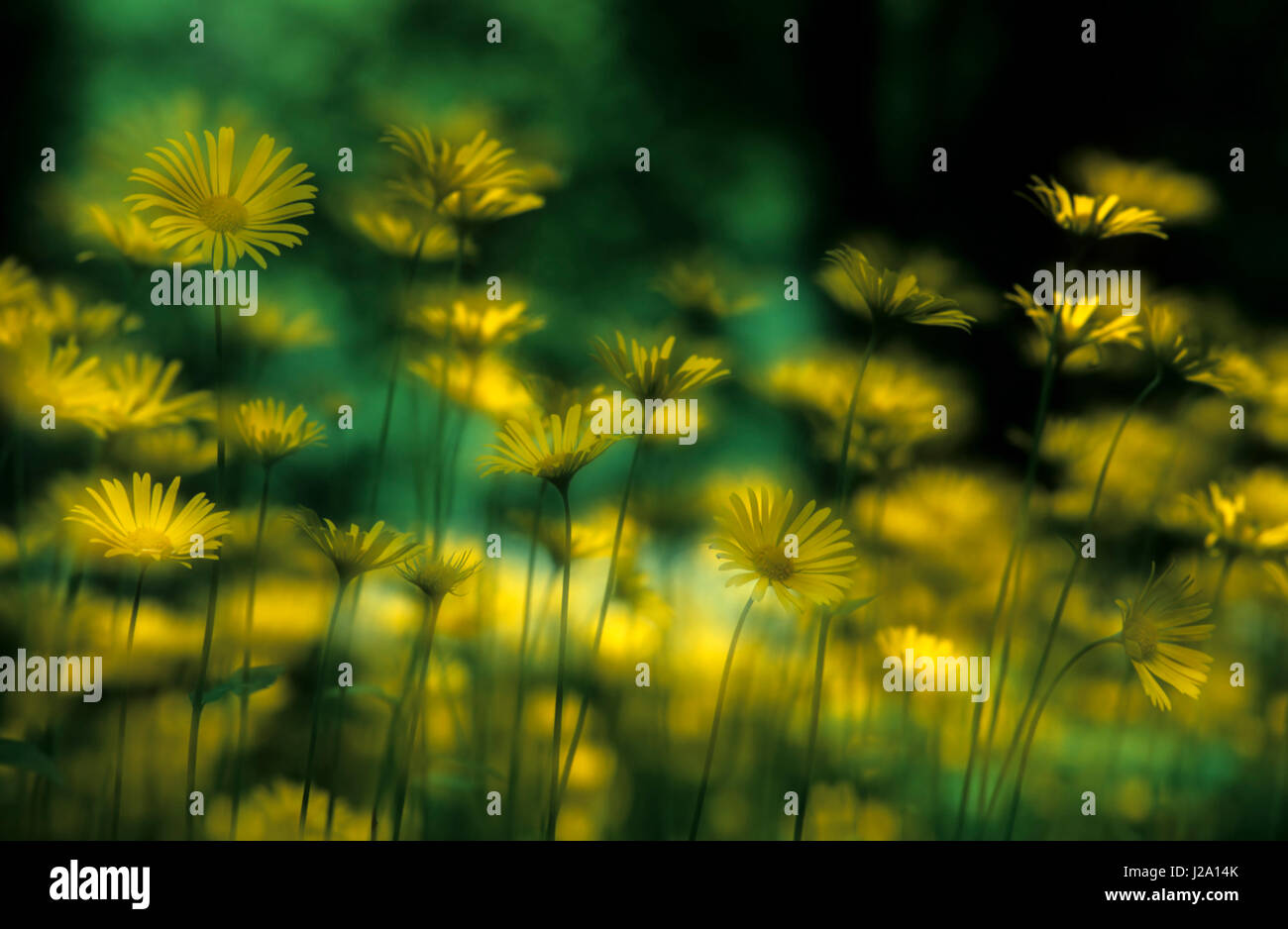 Abstract soft focus immagine della fioritura Plaintain-lasciava in Leopard's Bane Foto Stock