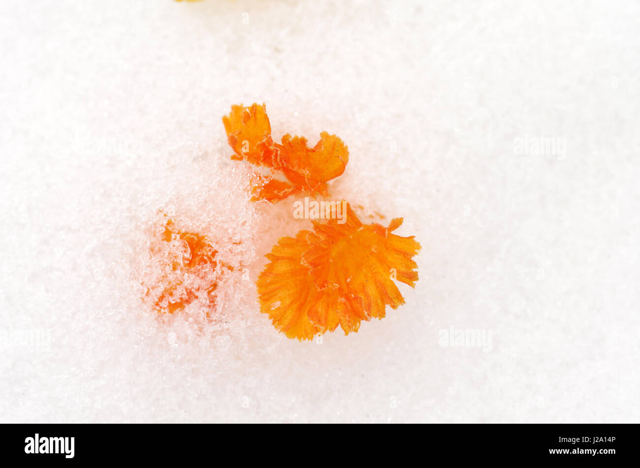 Colore arancione stami di una molla crocus sopra la neve Foto Stock