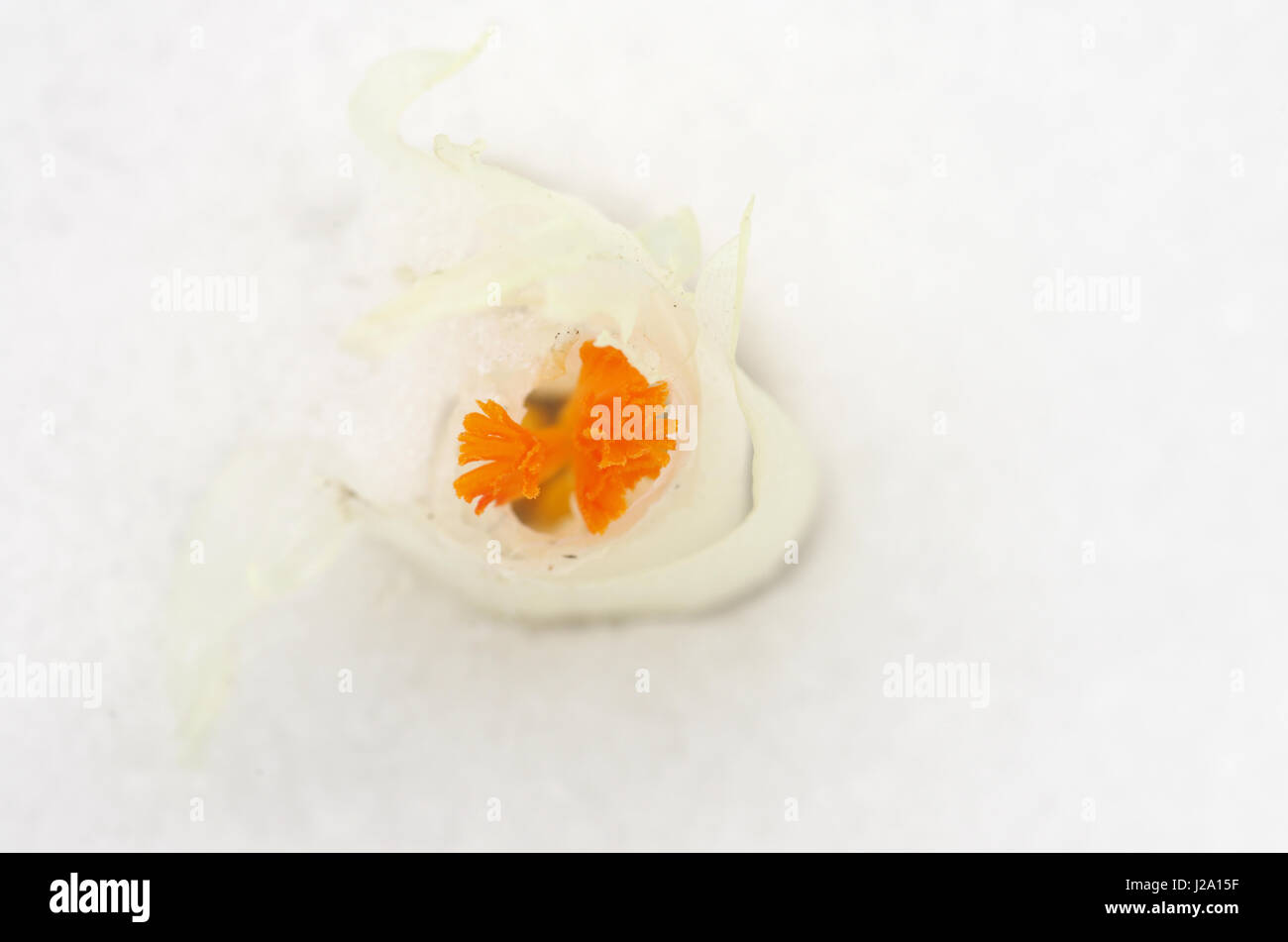 Colore arancione stame di una molla bianca crocus sopra la neve Foto Stock