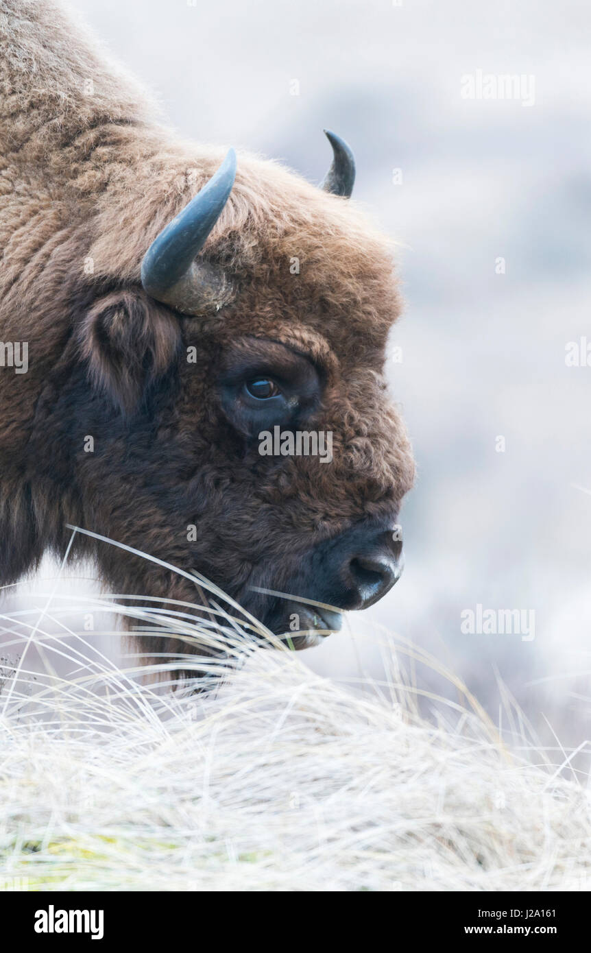 Free Roaming wisent selvatici o il bisonte europeo bull nelle dune come parte di un pilotstudy per la reintroduzione nei Paesi Bassi nell'Zuid-Kennermerland Parco Nazionale Foto Stock