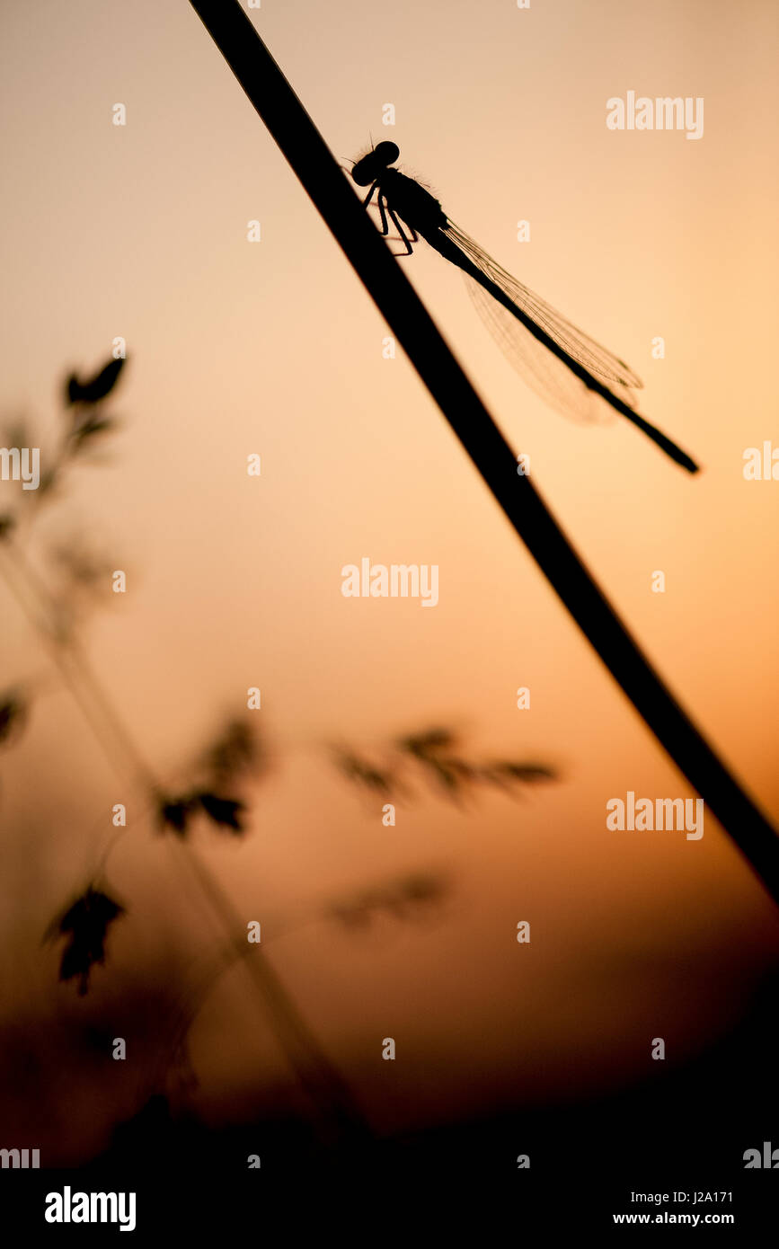 Silhouette di bocconcini damselfly al tramonto Foto Stock