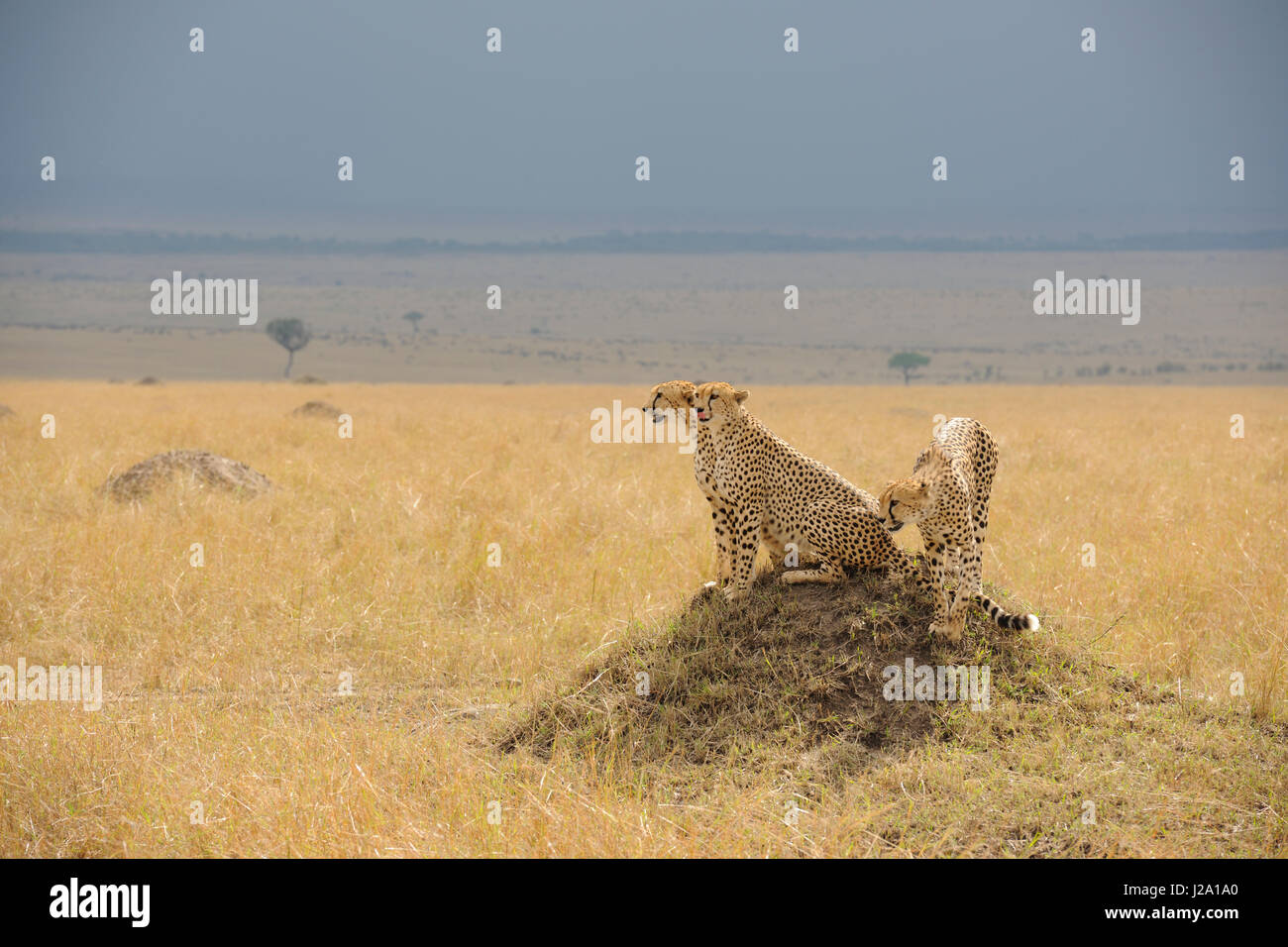 Tre ghepardi guardando fuori sulla savana da una termite hill in cerca di prede con un avvicinamento temporale in background Foto Stock