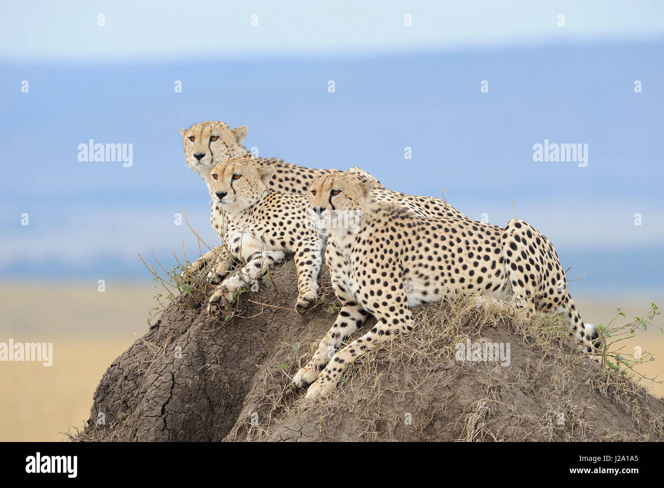 Tre ghepardi guardando fuori sulla savana da una termite hill in cerca di prede Foto Stock