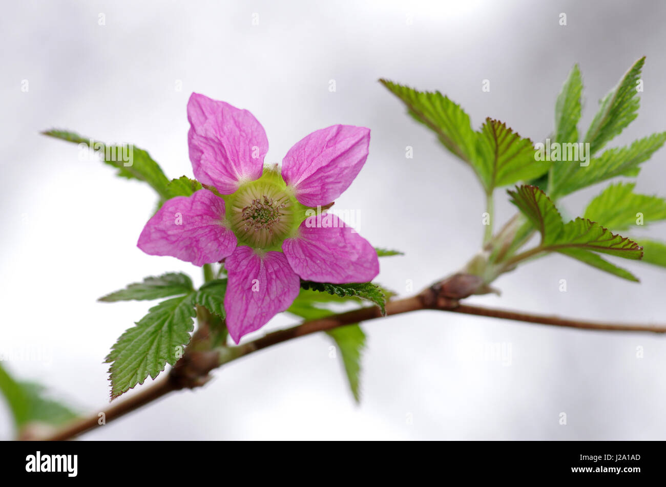 Salmonberry (Rubus spectabilis), close-up di fiori con pistillo, stami in loco ombreggiata in posizione di parcheggio Foto Stock