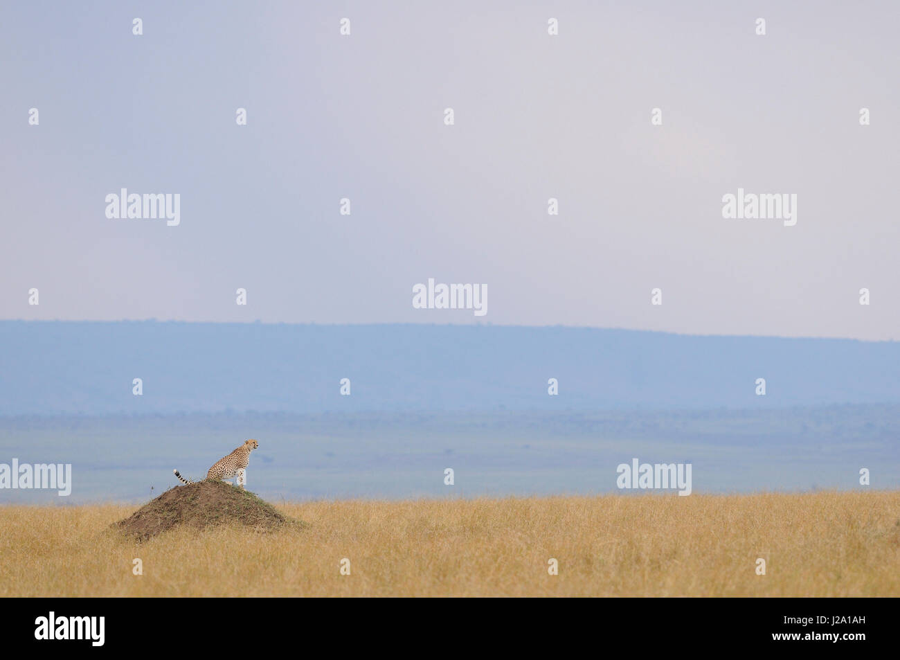Ghepardo che si affaccia sulla savana da una termite hill in cerca di preda Foto Stock