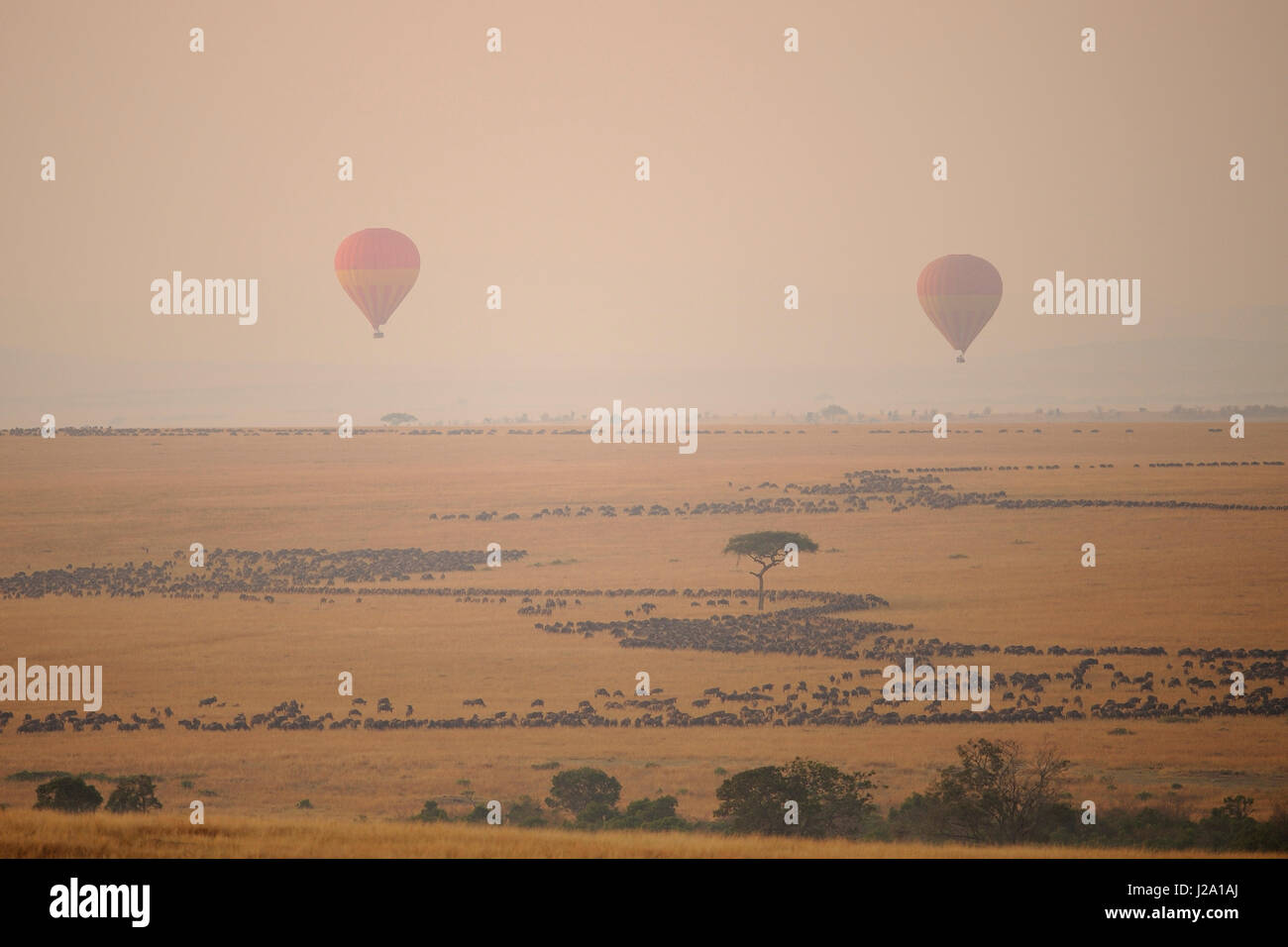 Panoramica della savana Keniano con la migrazione di mandrie di wildebeast con due i palloni ad aria calda all'orizzonte Foto Stock