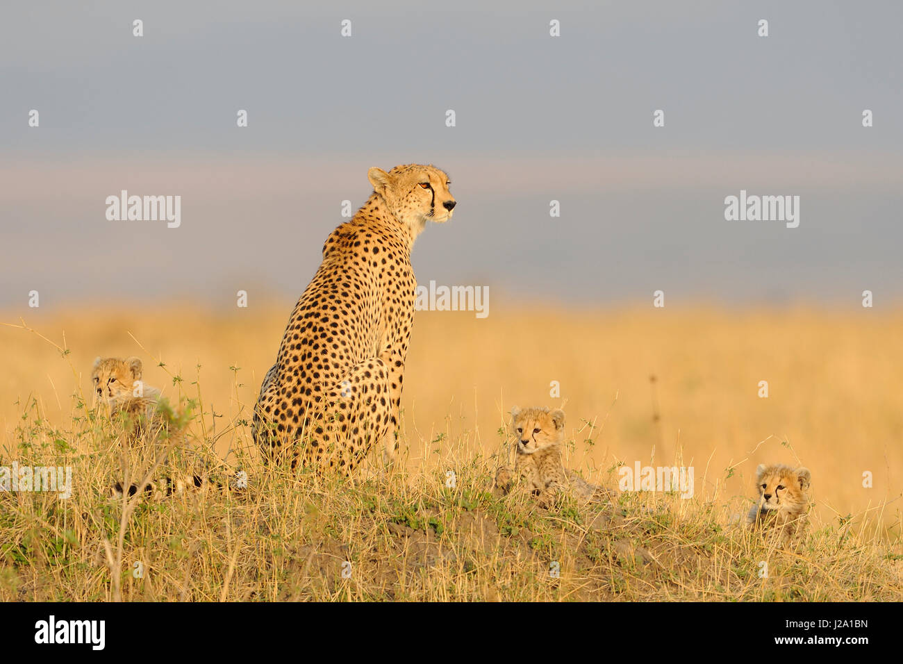 Cheetah madre con i suoi cuccioli sul look-out su un termite hill Foto Stock