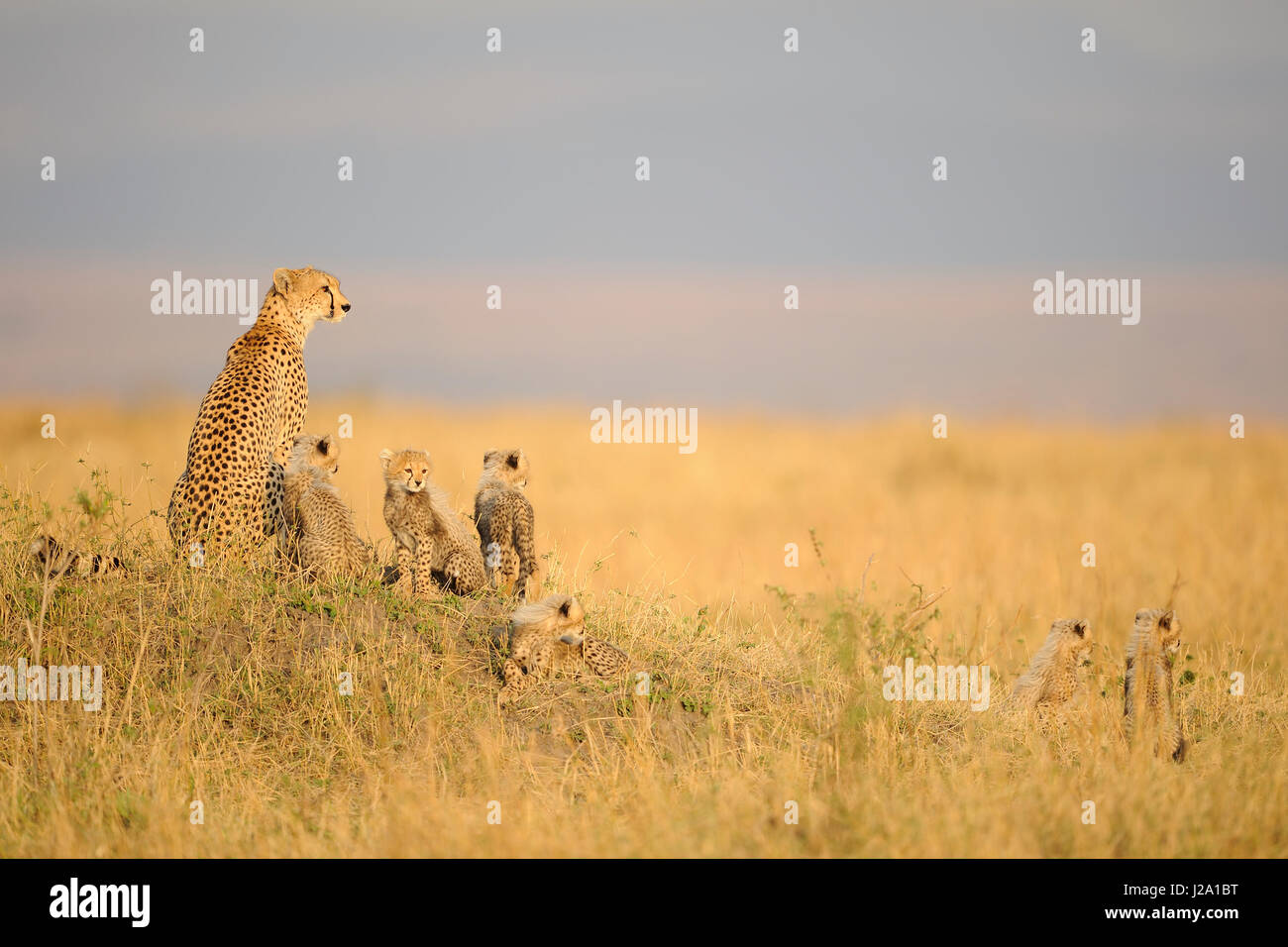 Cheetah madre con i suoi 6 cuccioli sul look-out su un termite hill Foto Stock