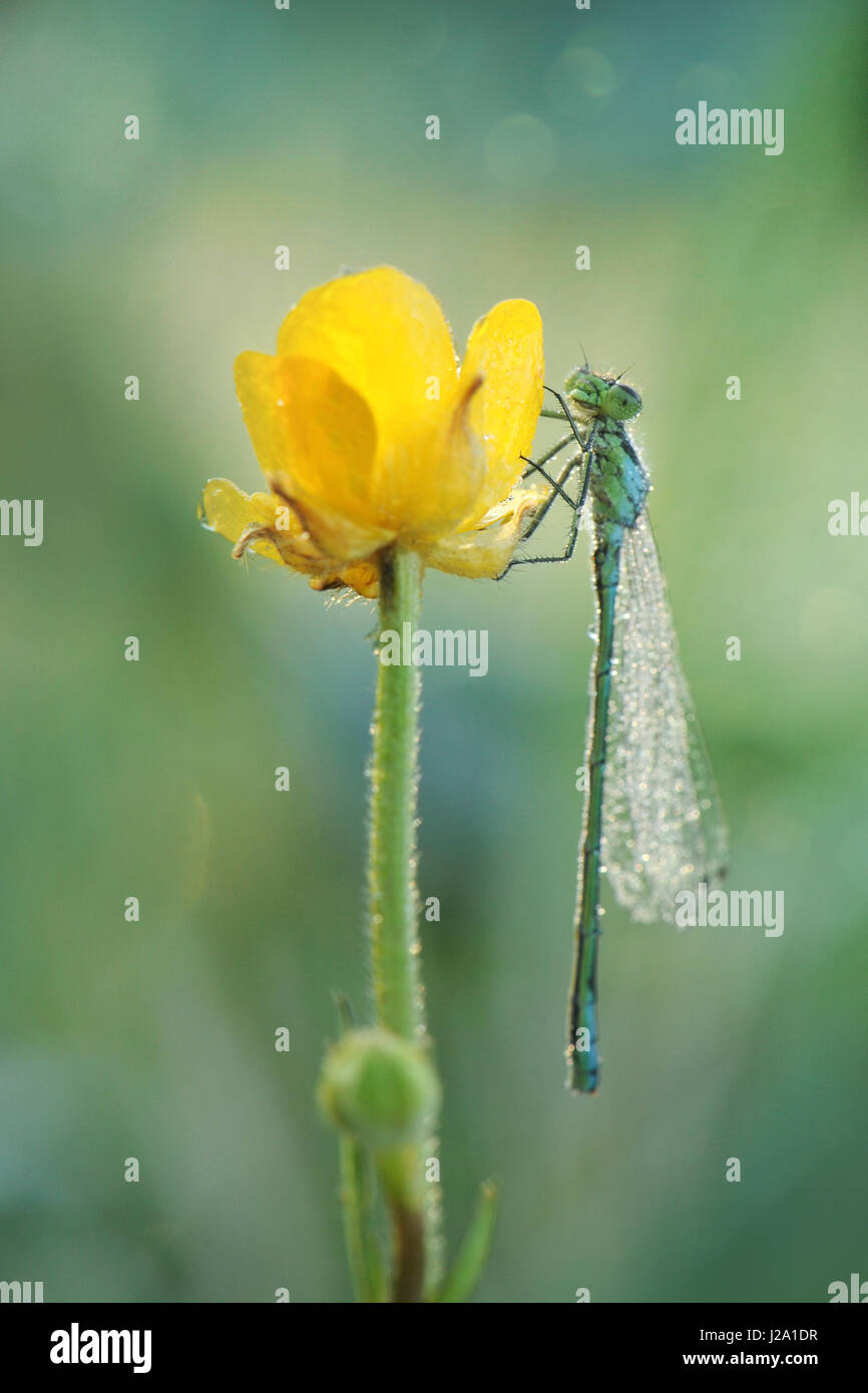 Bianco-damselfly zampe Foto Stock