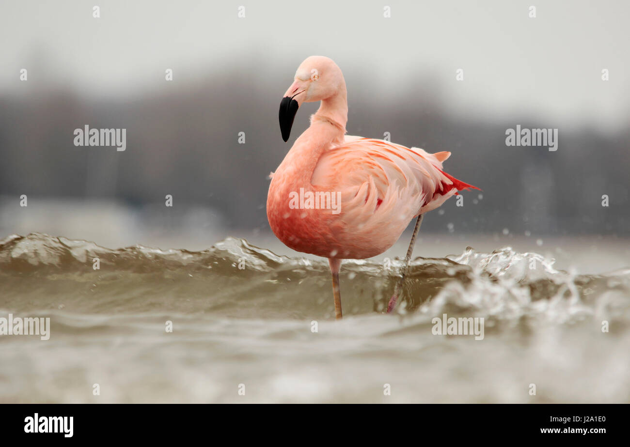 Flamingo cileni (Phoenicopterus chilensis) Foto Stock