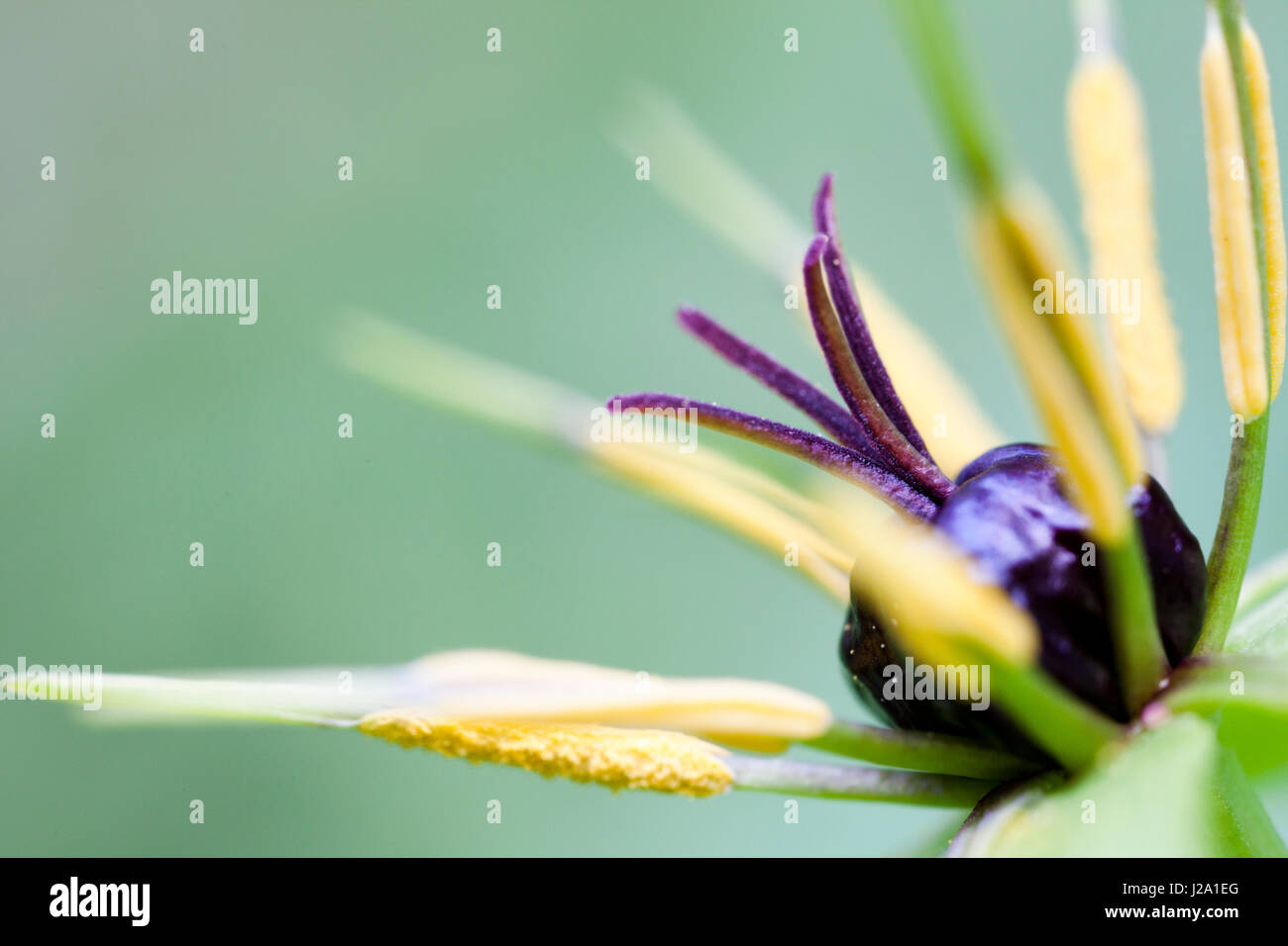 Erba-Parigi è una specie di boschi umidi, fioritura in primavera. Foto Stock