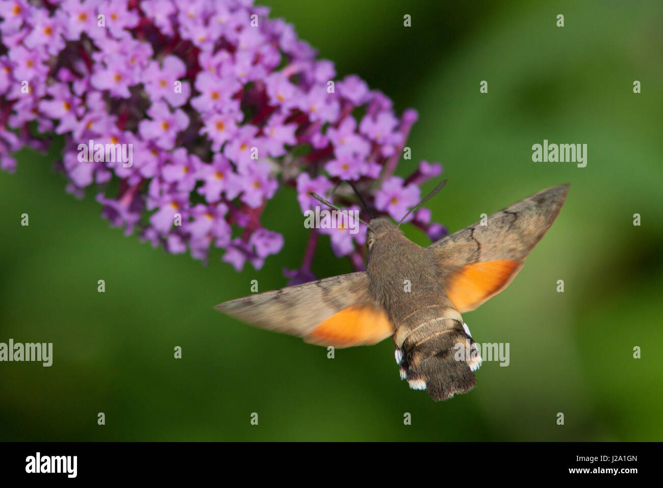 Hummingbird Hawk-moth Foto Stock
