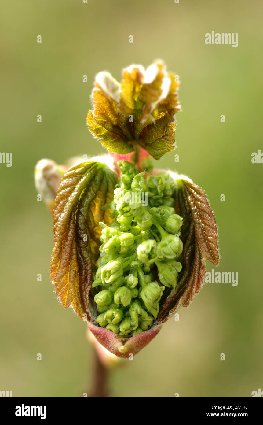 Le foglie di forma svasata con germoglio di fiore di acero di monte nelle dune. Il composito grappoli pendenti come maschio e femmina e fiori sterili dal pulsante di acero di monte Foto Stock