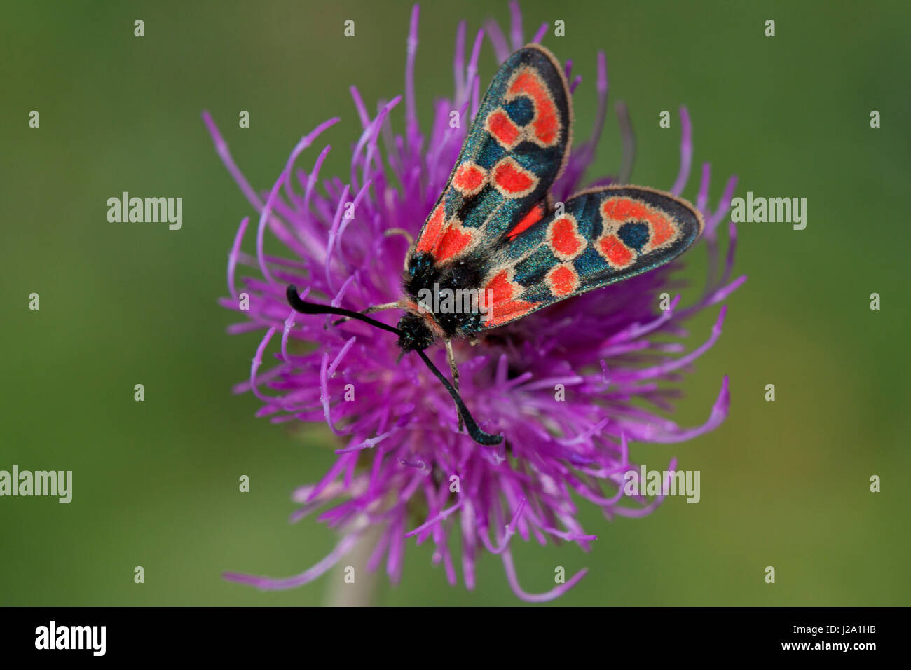 Zygaena fausta su un fiore viola Foto Stock