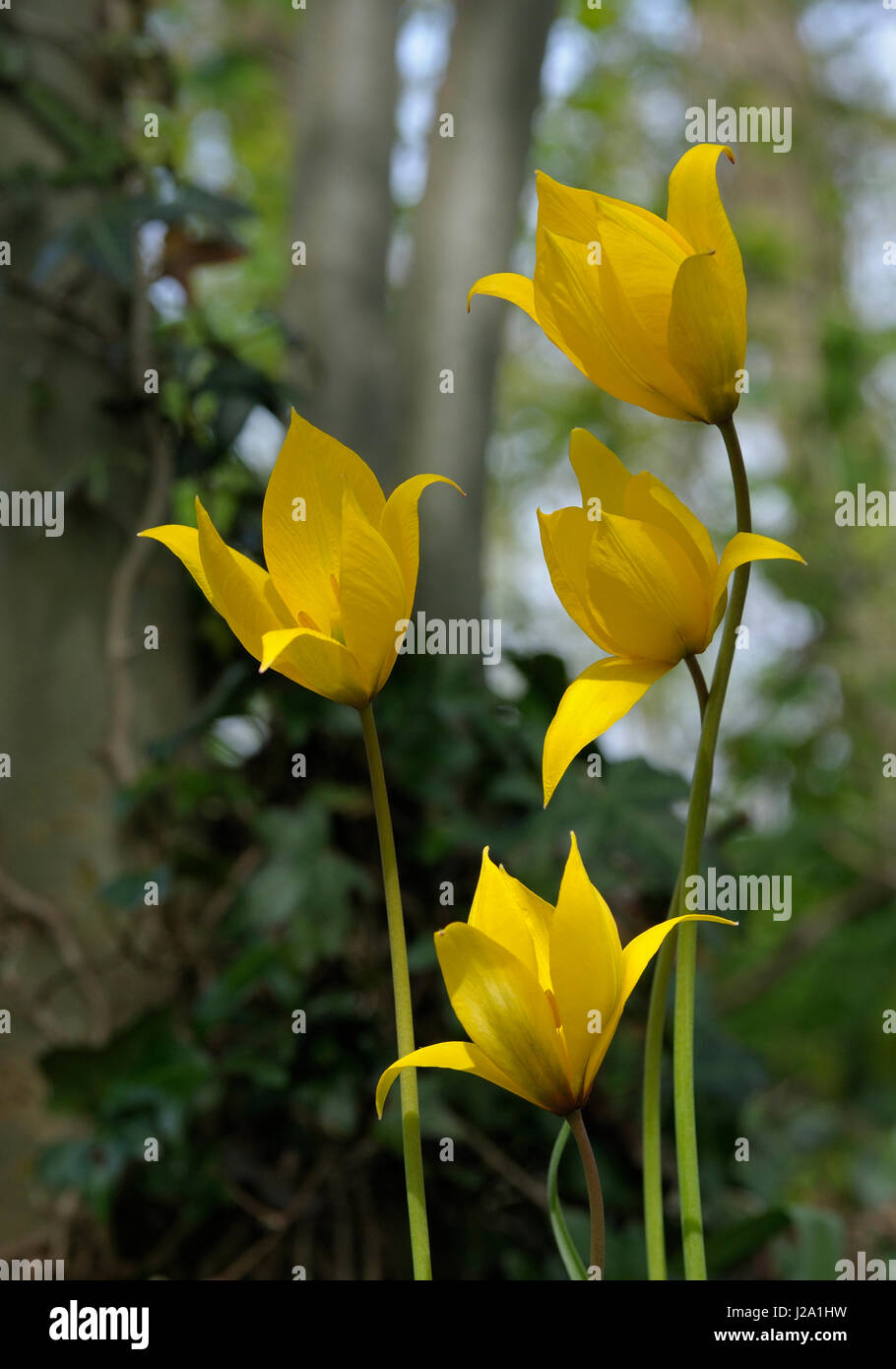 Tulipani selvatici fioritura nella foresta Foto Stock