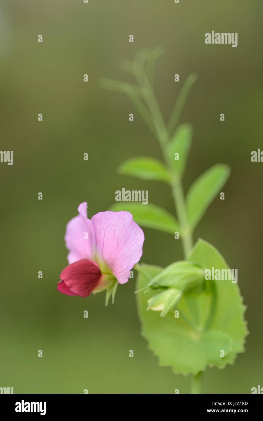 Fioritura di Pisum sativum subsp. biflorum Foto Stock