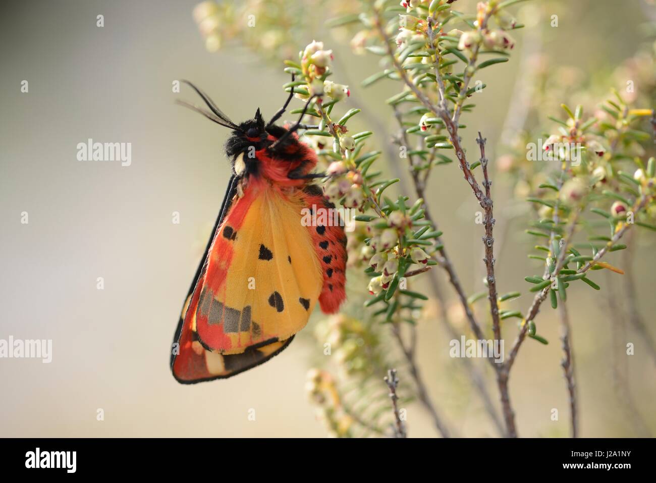 Crema-spot Tiger appollaiato sul verde Heather Foto Stock