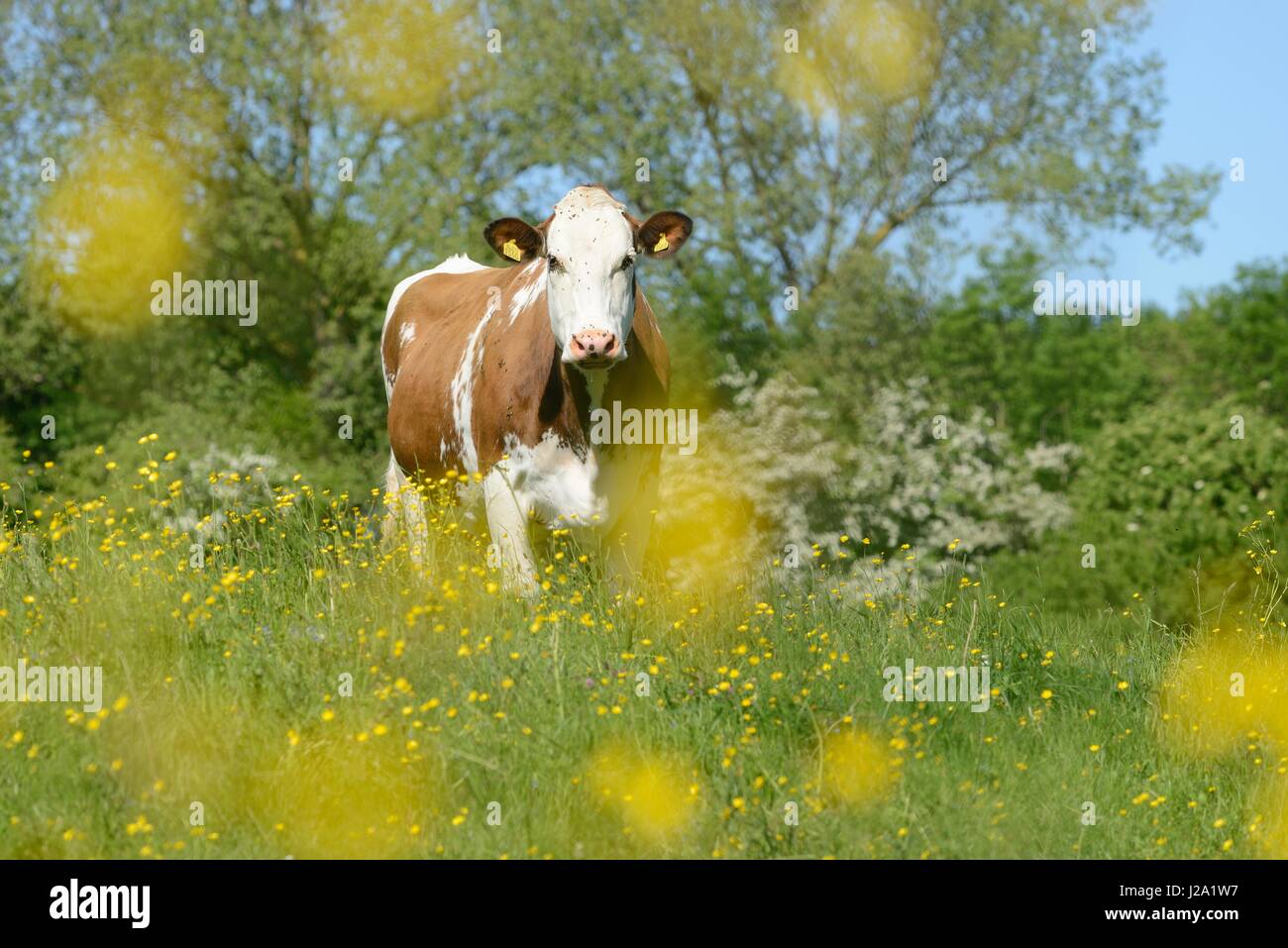Vacche foraggio e rilassante nel ricco fiume forelands della riserva naturale Cortenoever Foto Stock
