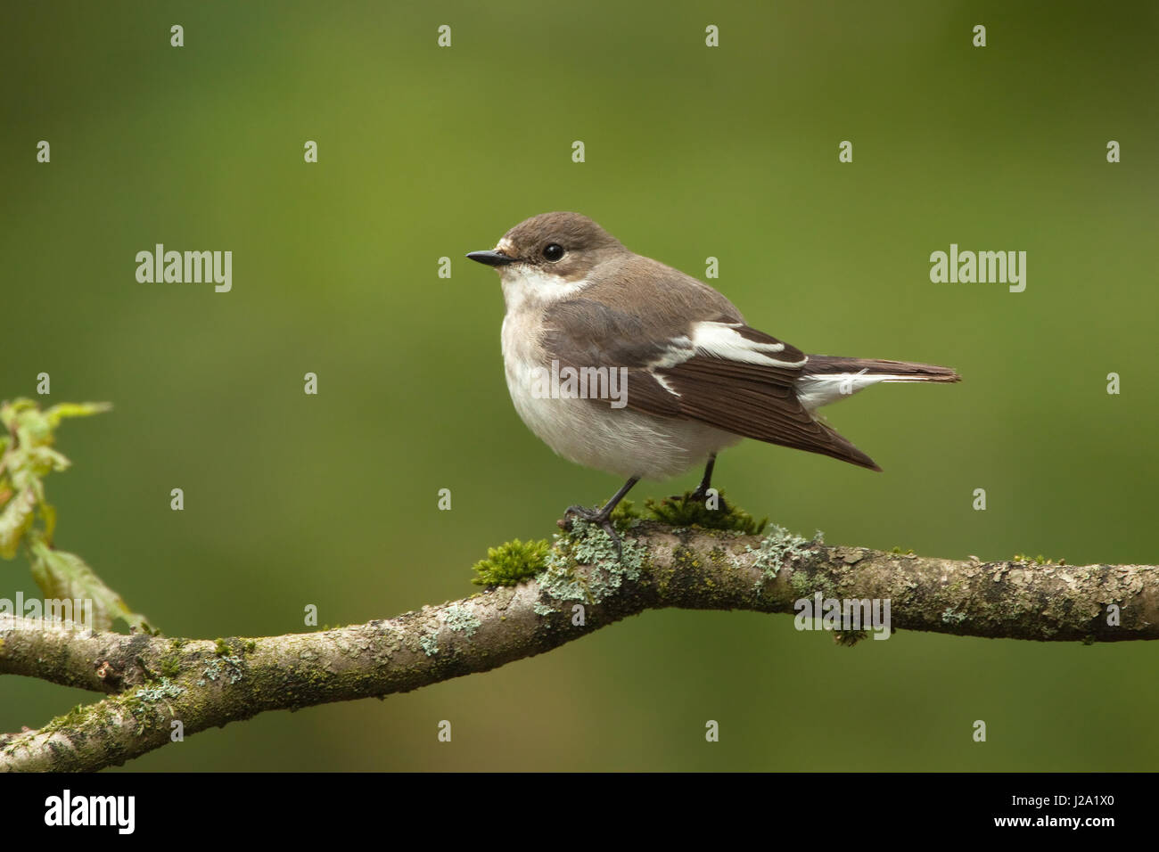 Unione pied flycatcher appollaiato sul ramo con moss Foto Stock