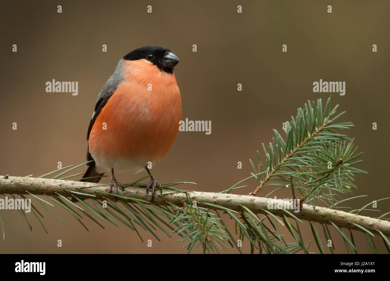 Bullfinch maschio appollaiato sul ramo Foto Stock