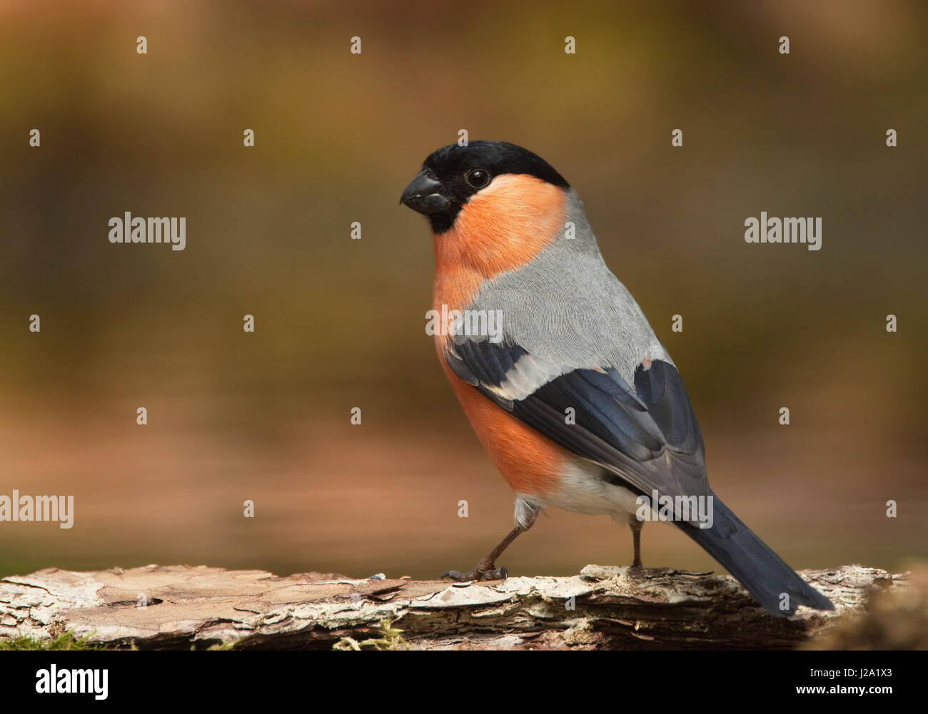 Bullfinch maschio vicino a bere la piscina Foto Stock