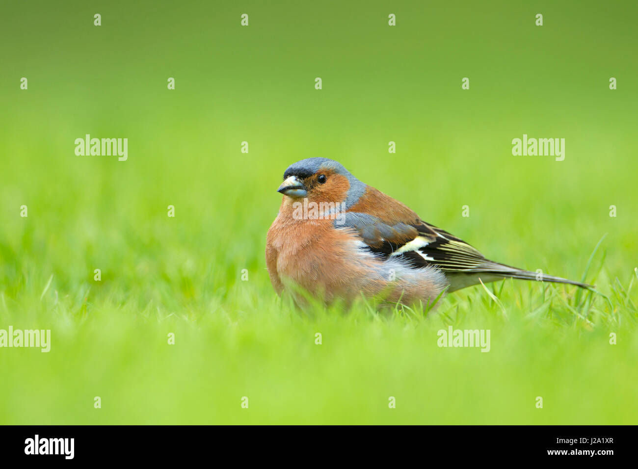 Rovistando fringuello Foto Stock