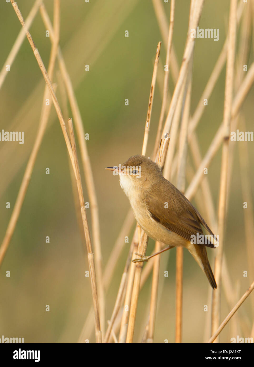 Il canto reed trillo nel pettine Foto Stock