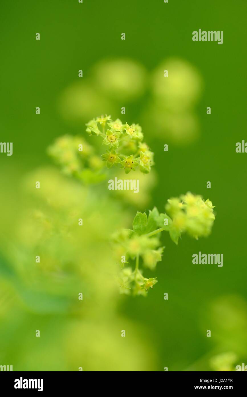 Tartaruga e splendente manto di donna Foto Stock
