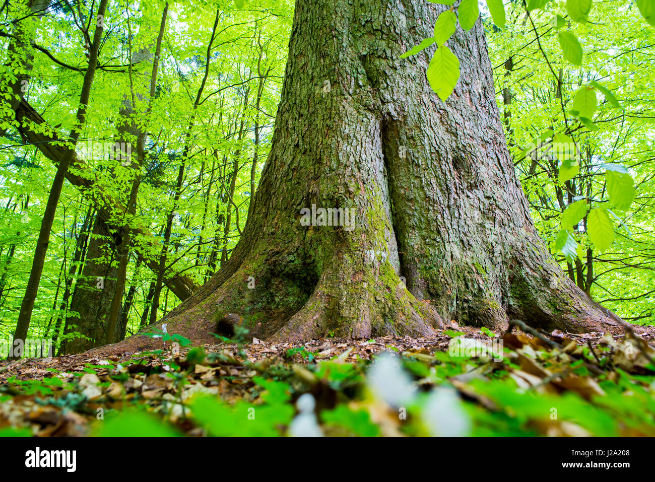 Foresta nel Parco Nazionale della Foresta Bavarese in Germania Foto Stock