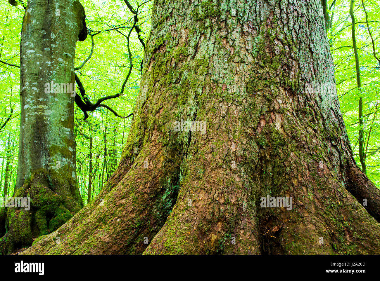 Foresta nel Parco Nazionale della Foresta Bavarese in Germania Foto Stock