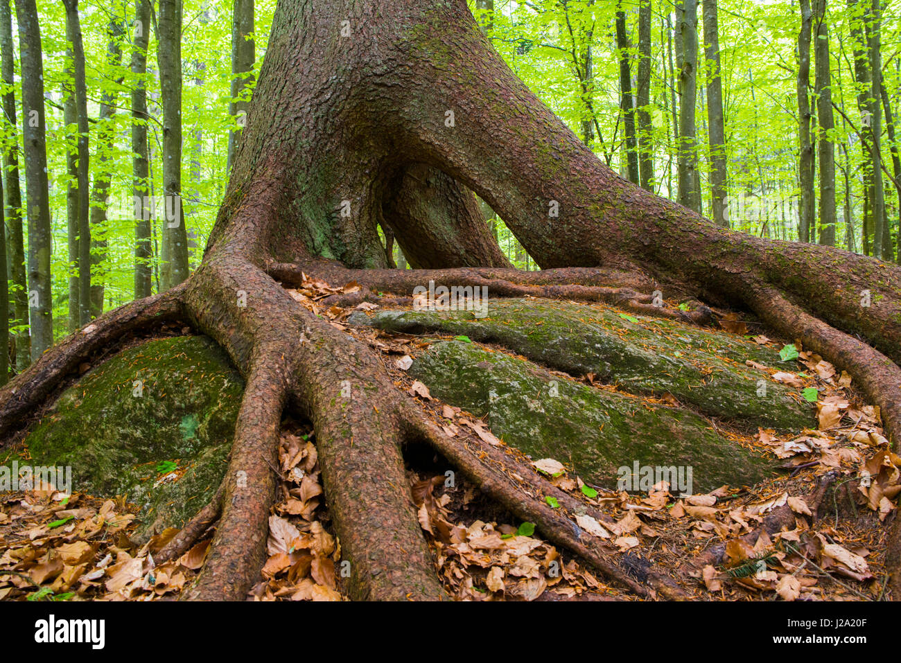 Foresta nel Parco Nazionale della Foresta Bavarese in Germania con un sprucetree con stilt radici Foto Stock