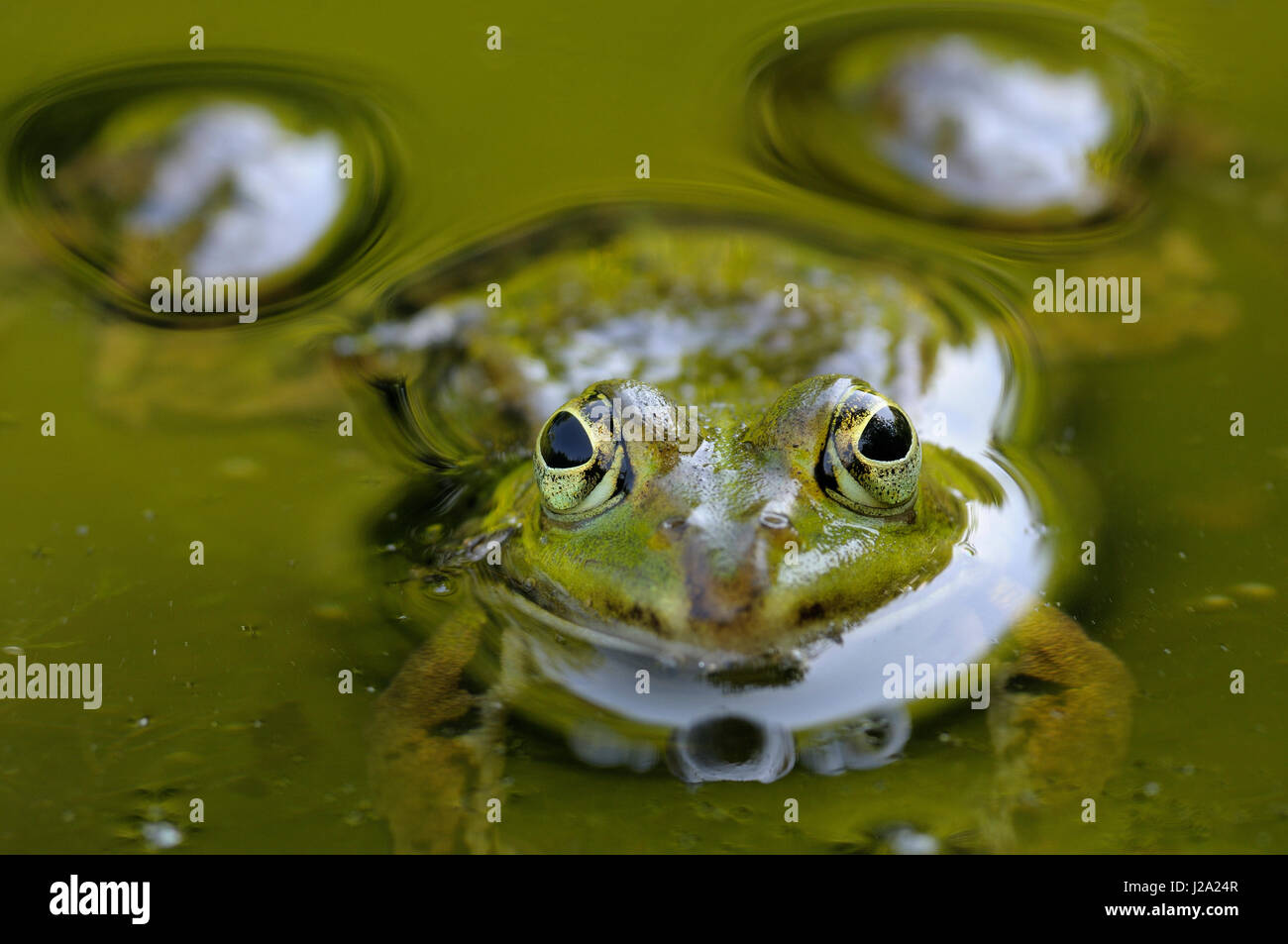 Rana verde in con specchio d acqua in close-up Foto Stock