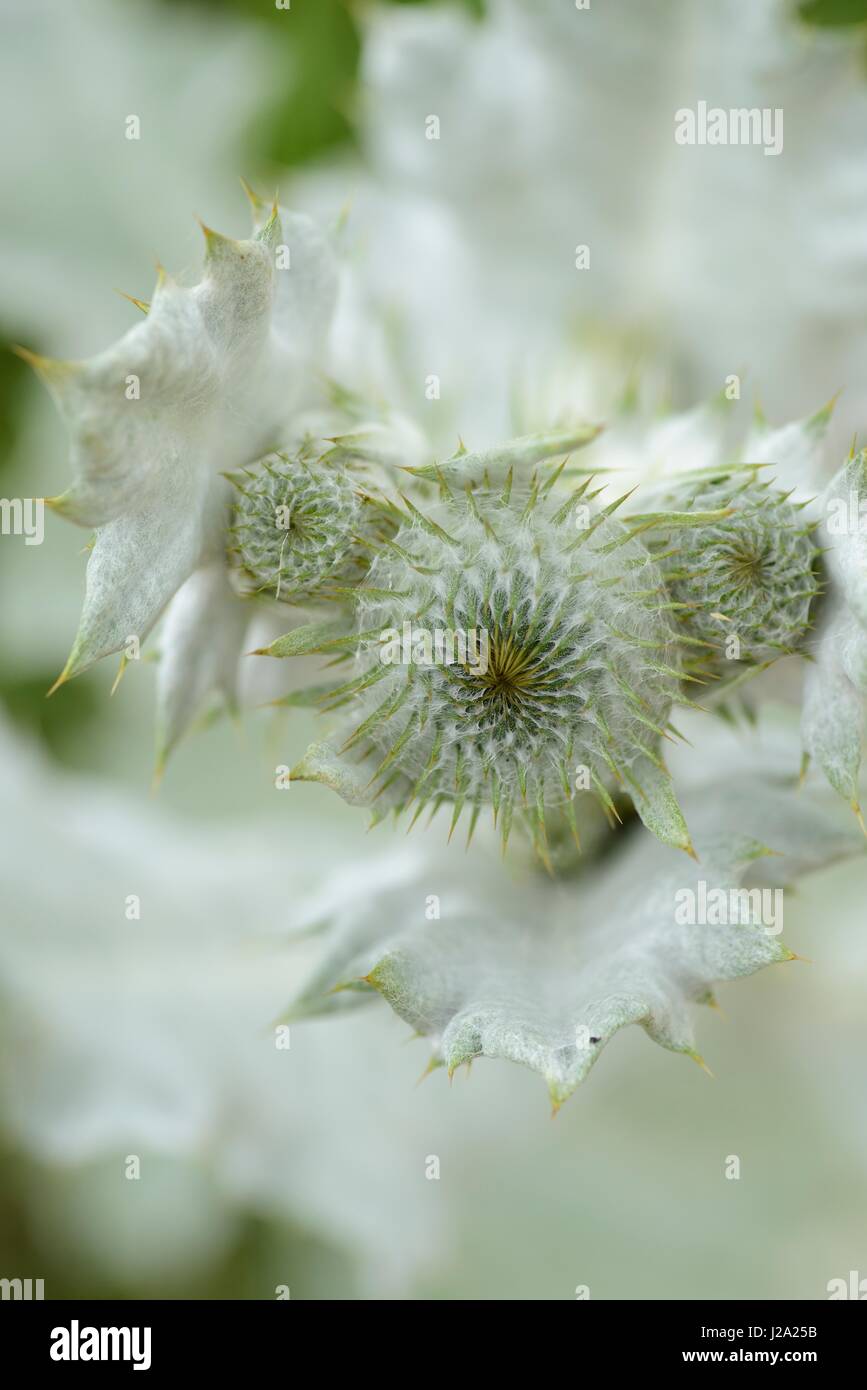 Particolare del germoglio di cotone, con il suo caratteristico cotone come i capelli Foto Stock