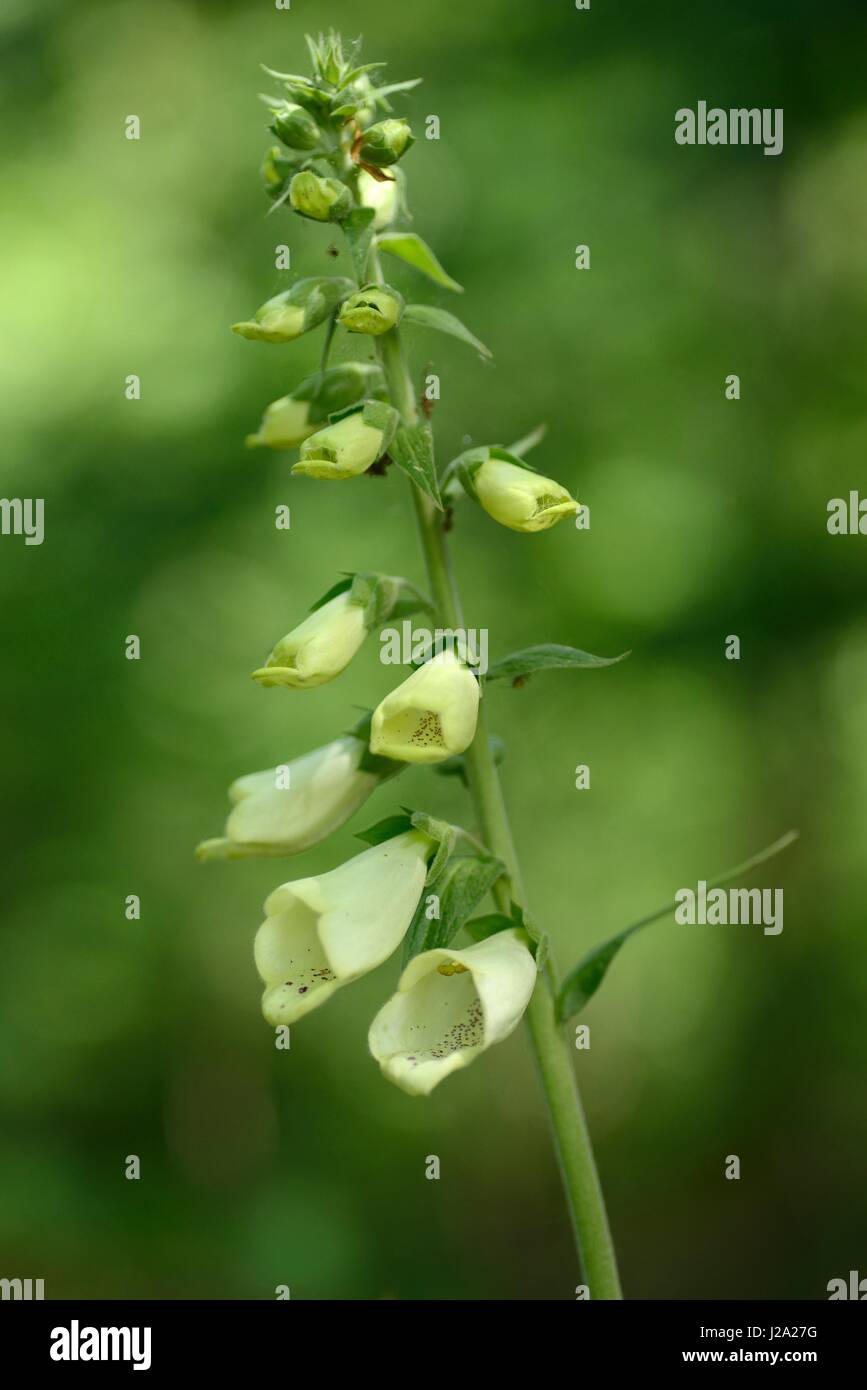 Fioritura Foxglove con fiori di pallido Foto Stock