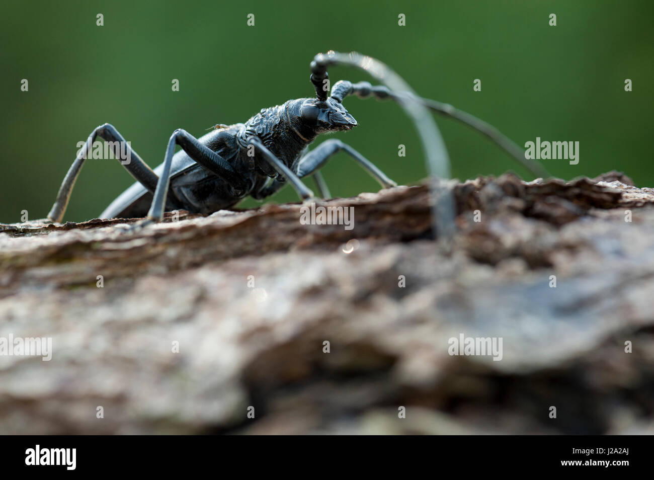 Grande maschio capricorno beetle sulla corteccia di albero Foto Stock