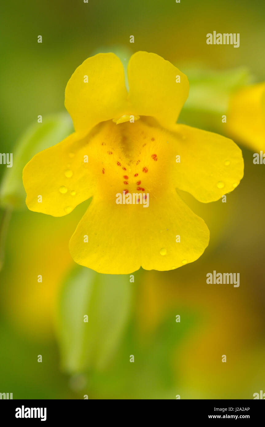 Comune di scimmia fiore in close-up Foto Stock