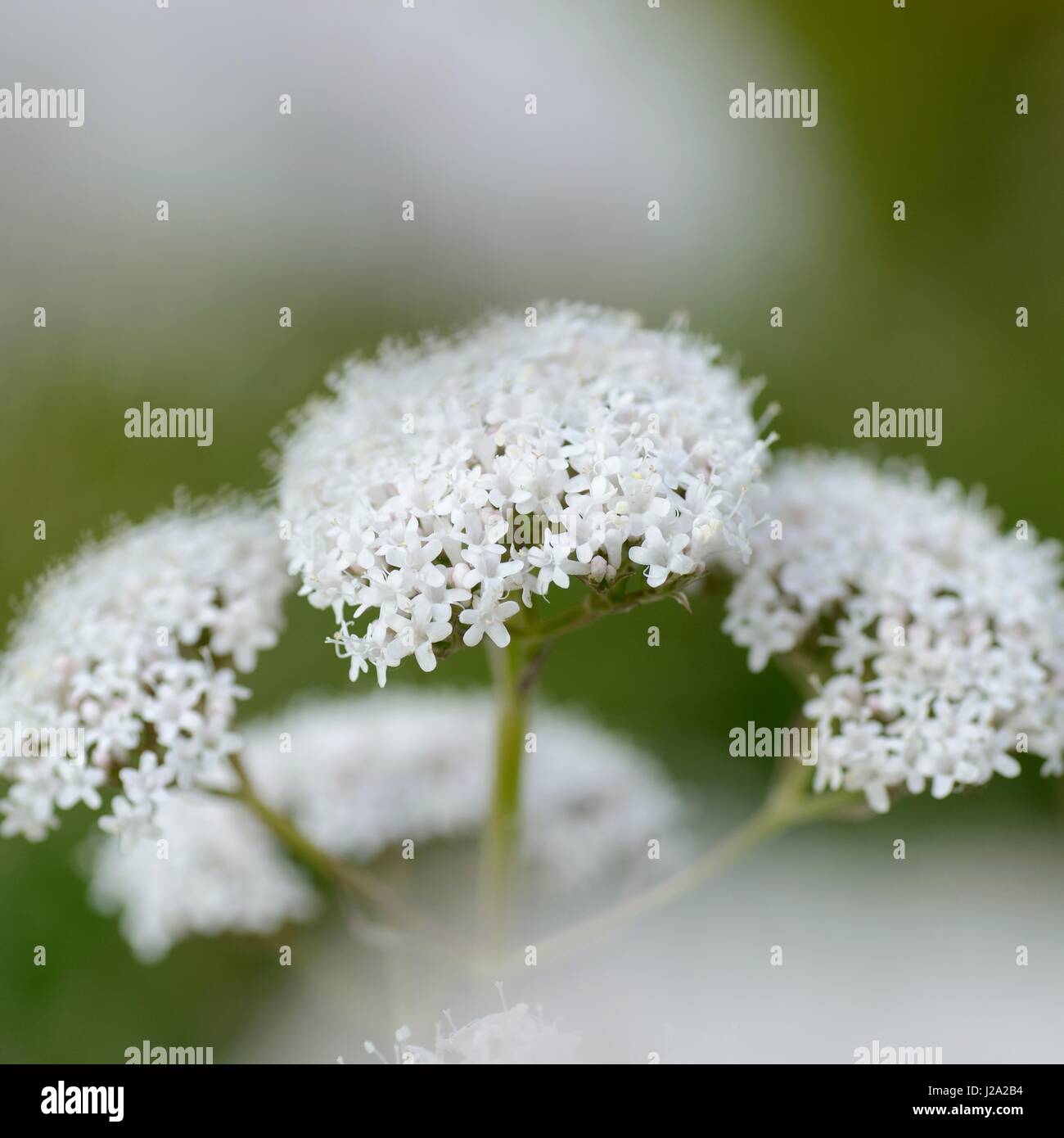 Fioritura di Valeriano Foto Stock