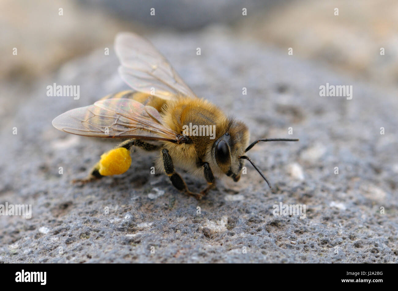 Western honey bee loaden pesante con il polline Foto Stock
