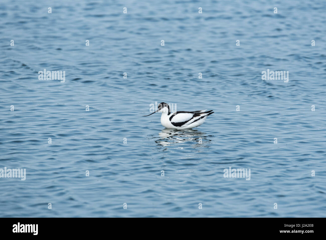 Un'avocetta (Rescurvirostra avosetta) wading Foto Stock