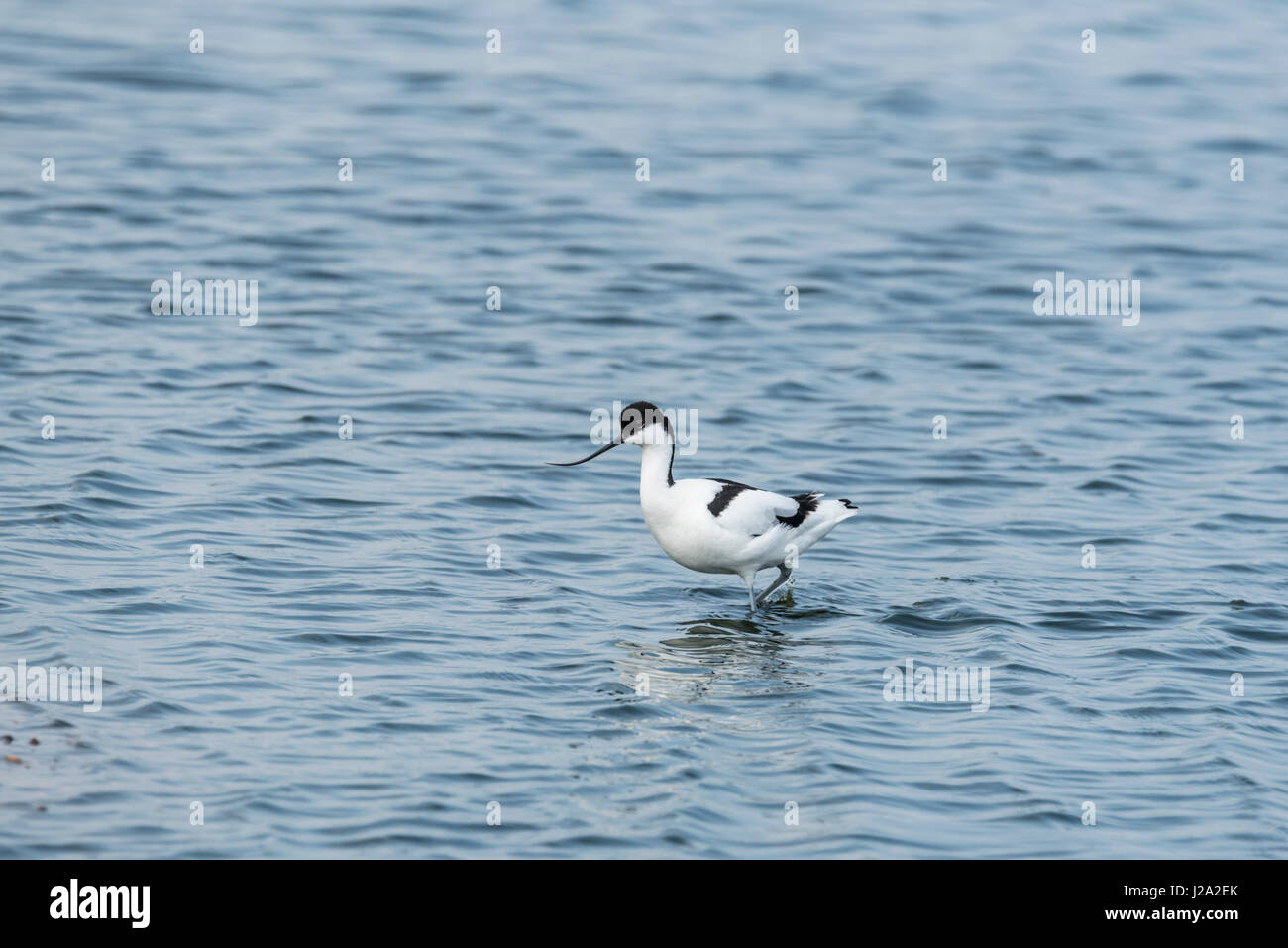 Un'avocetta (Rescurvirostra avosetta) wading Foto Stock