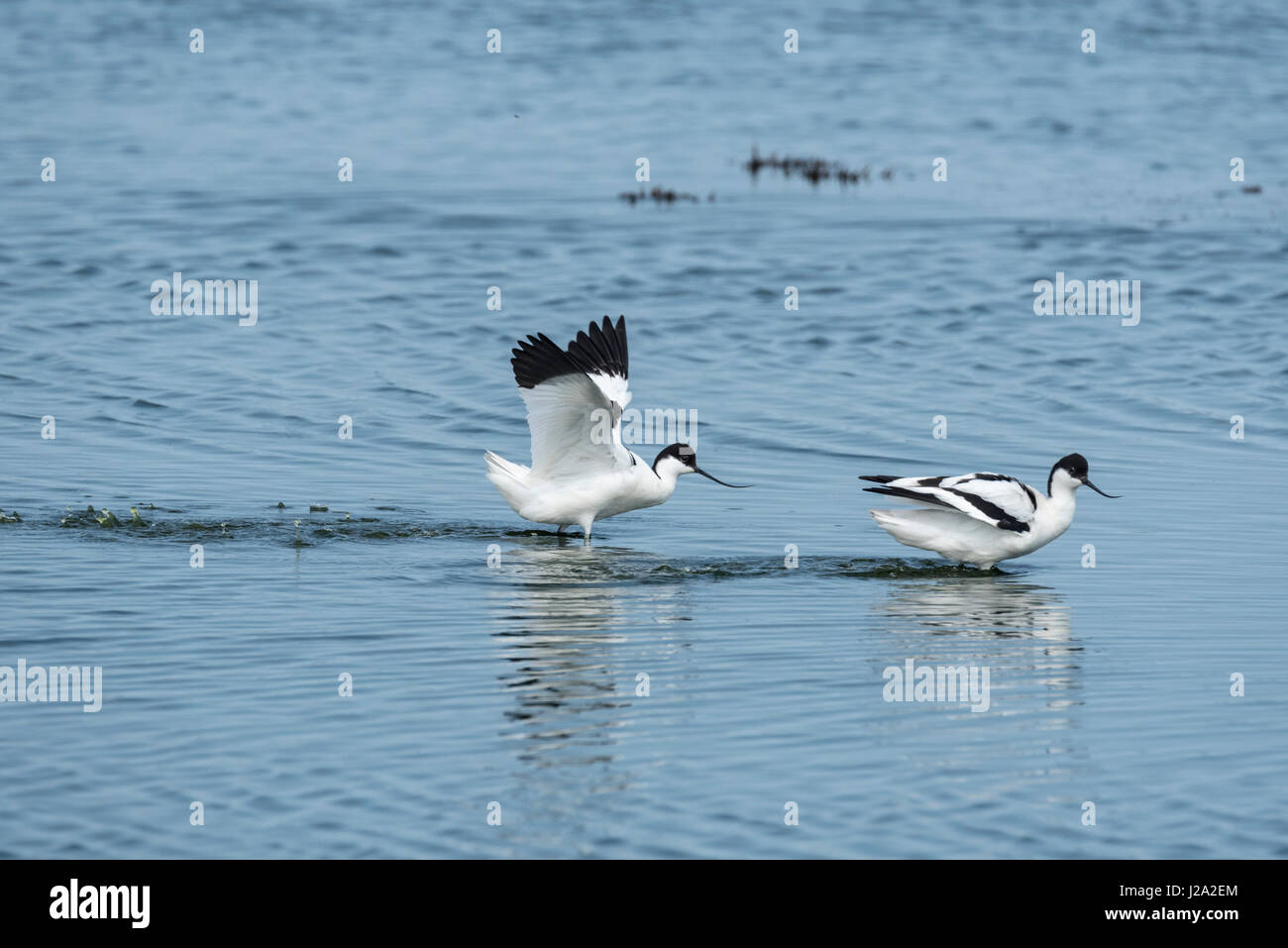 Avocette (Rescurvirostra avosetta) lo sbarco in acqua Foto Stock