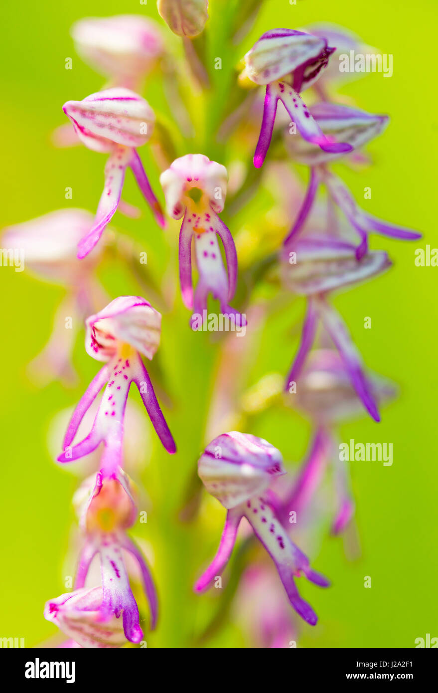 Ibrido di un orchidea militare e un uomo orchid Foto Stock