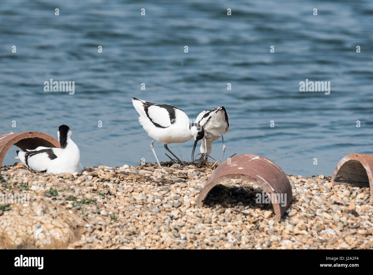 Avocette (Rescurvirostra avosetta) sui loro nidi Foto Stock
