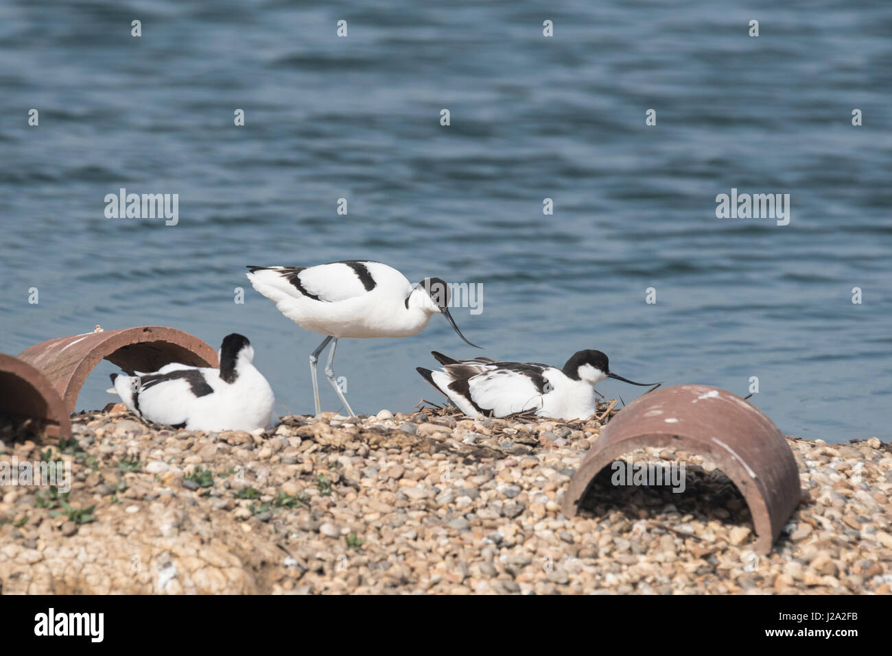 Avocette (Rescurvirostra avosetta) sui loro nidi Foto Stock